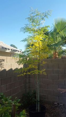 Moringa Tree