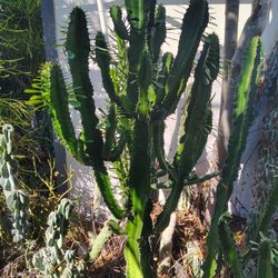 Euphorbia Bratcher Cactus Succulent Plant