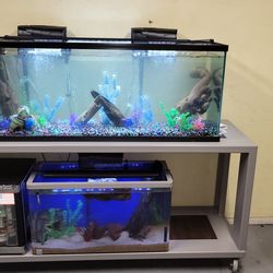 Aquarium/ Fish Tank