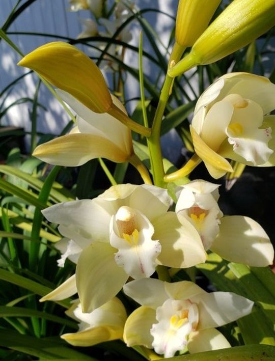 Huge Orchid Plant(Simply Cymbidium)