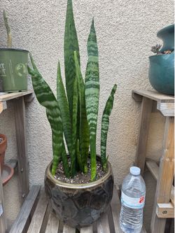 Beautiful snake plant