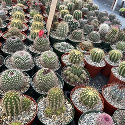 Weekend Sale 6” Cactus Plants $9 Each 