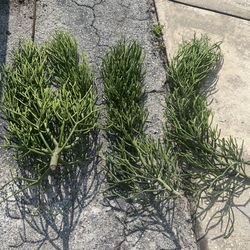 PENCIL EUPHORBIA   PLANT IN POT OR CUTTINGS  