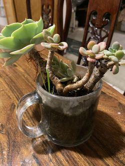 Succulent in mug