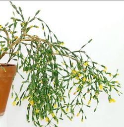 Rare Dancing Bones Cactus Plant/ House Plant/ Indoor Plant Flower