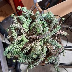 Donkey Tail Succulent Basket $25