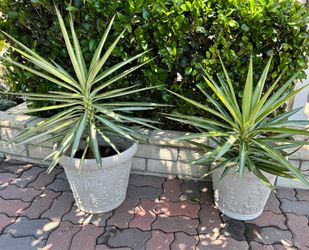 Variegated Yucca plant & Pot