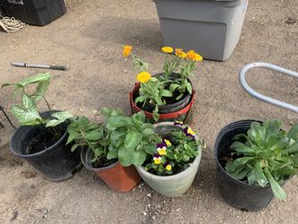 plants