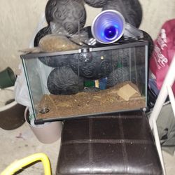 Lizard Tank