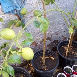 🍋Lemon Tree (Eureka)Limon