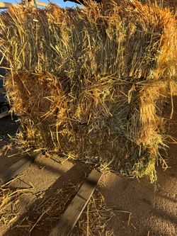 Oat hay