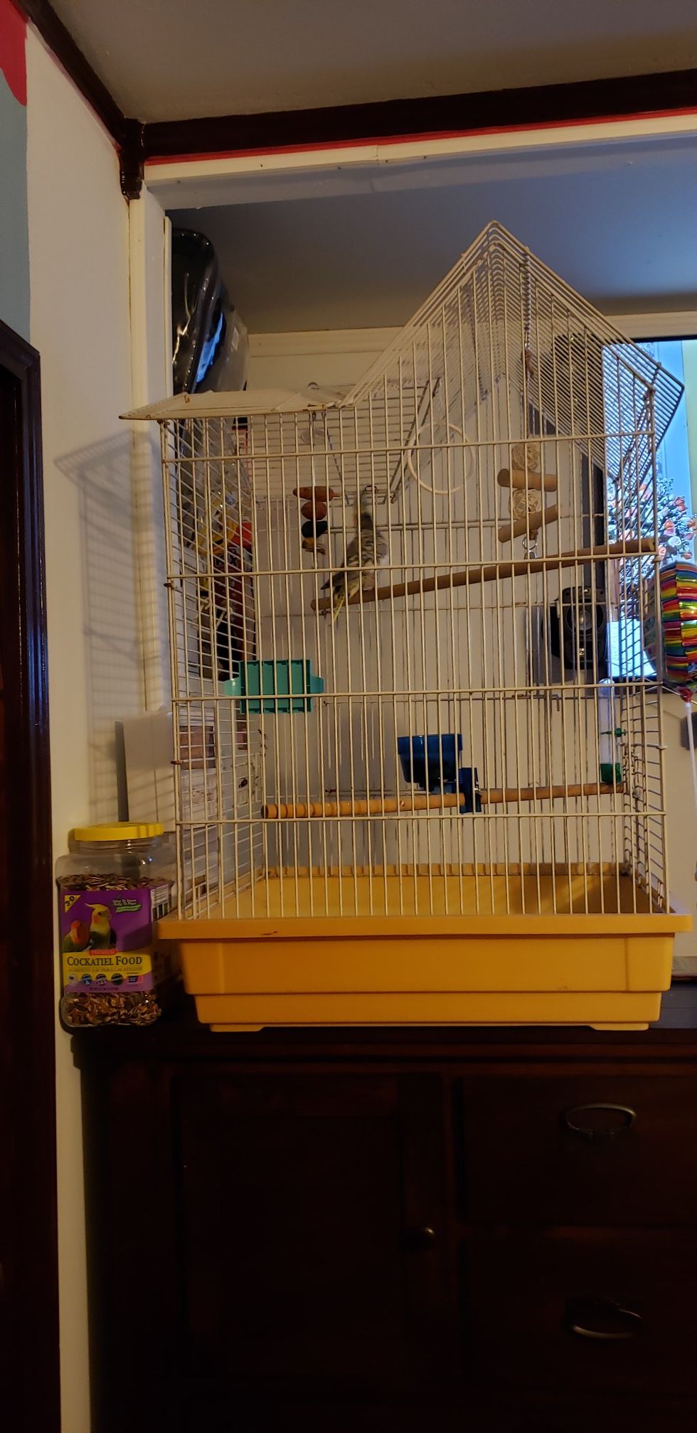 Cockatiel bird with cage.