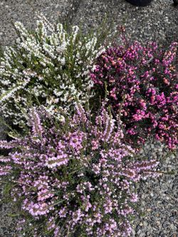 🌸 Kramer’s Red Heather – FULL BLOOM & Gorgeous Color! 🌸