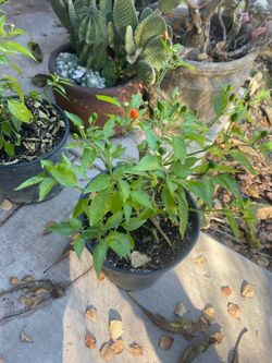 Chile CHILTEPIN plants for sale !