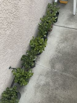 plants