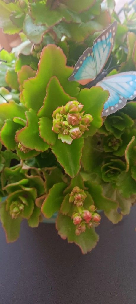 Pink Kalanchoe In Teal Ceramic Pot