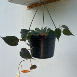 Micans Philodendron 