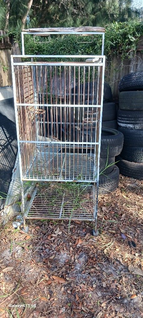 Bird Cage 