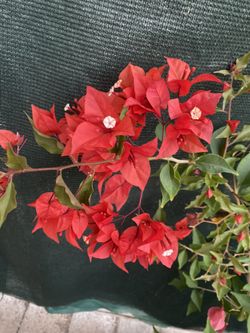 Red Fire Bougambilea Climbing Plant, In 5 Gallóns Pot Pick Up Only