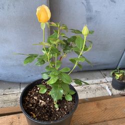 Fragrant rose 