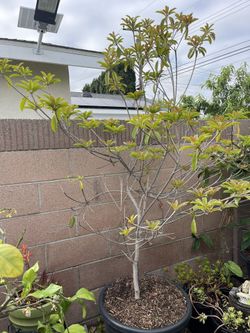 Fruit. Tree