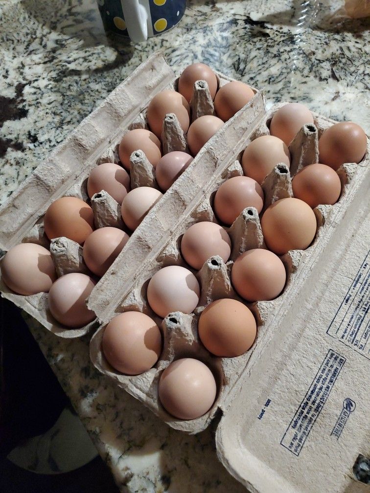 Fresh Organic Chickens Eggs