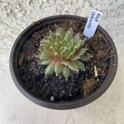 4 Inch Pot Succulent Plant - Sempervivum Arachnoideum - Red Cobweb - Rooted & Established - Drought Resistant 🪴 