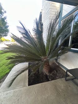 Sego Palm dig yourself $400 OBO