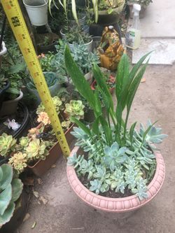 Assorted plants
