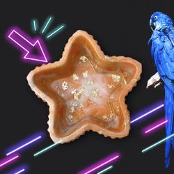 Starfish Dish
