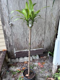 Corn plant