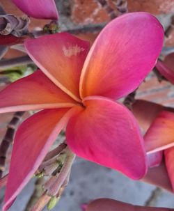 Plumeria