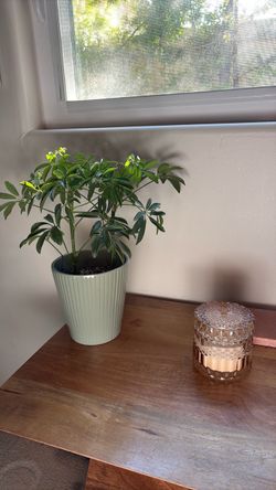 Schefflera Plant in Green  Pot