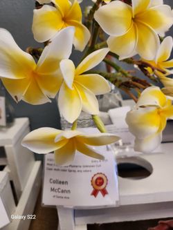 Award winning Plumeria starters