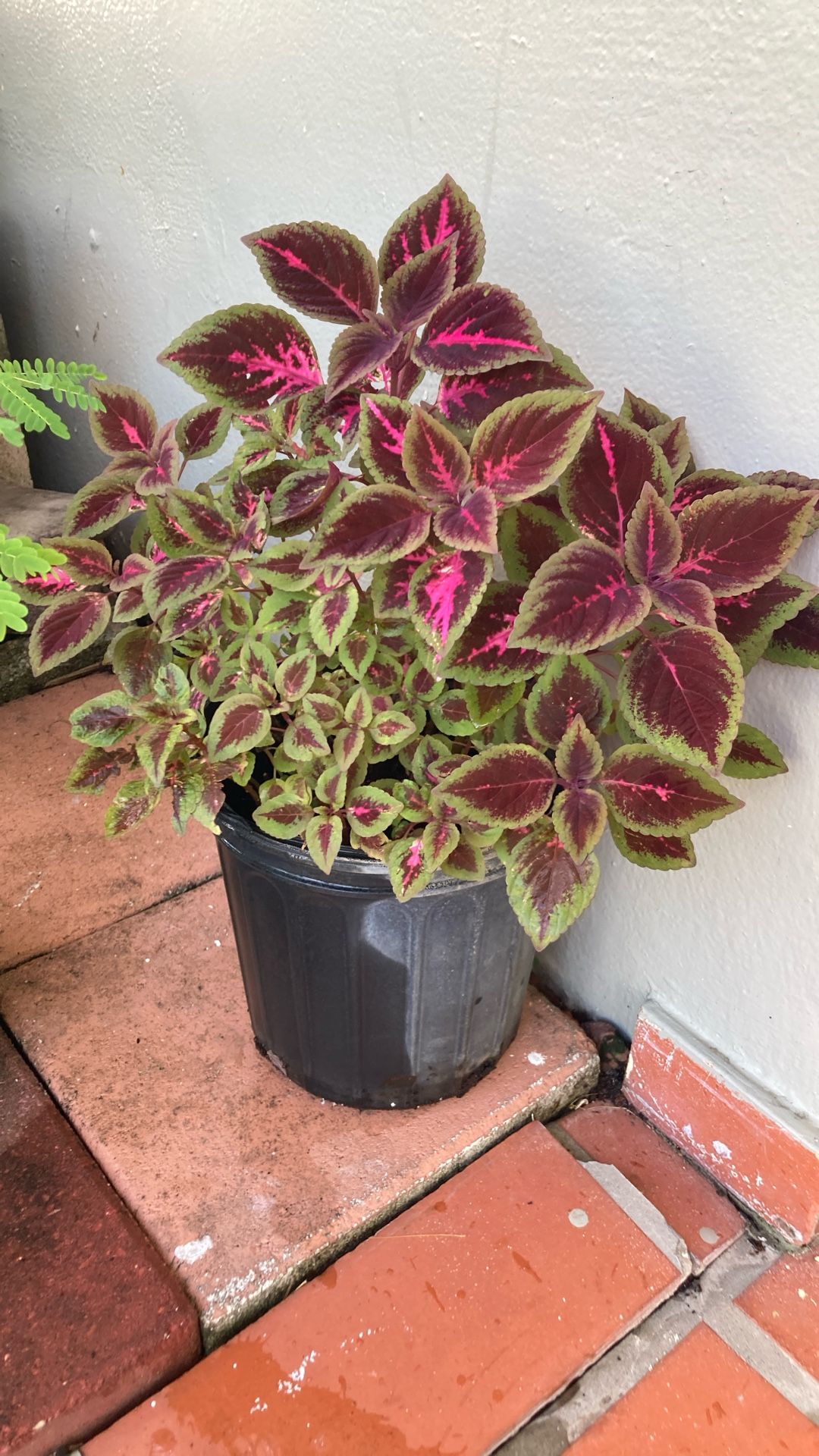 Plant