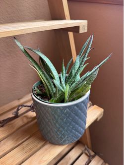 Sansevieria Trifasciata (Mother in law’s tounge snake plant)