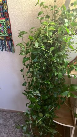 30”tall Life House Plant 🪴 With Many Branches