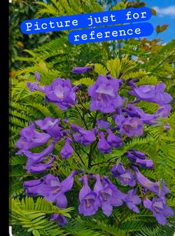 ππ³ Jacaranda Treeππͺ»πΏ