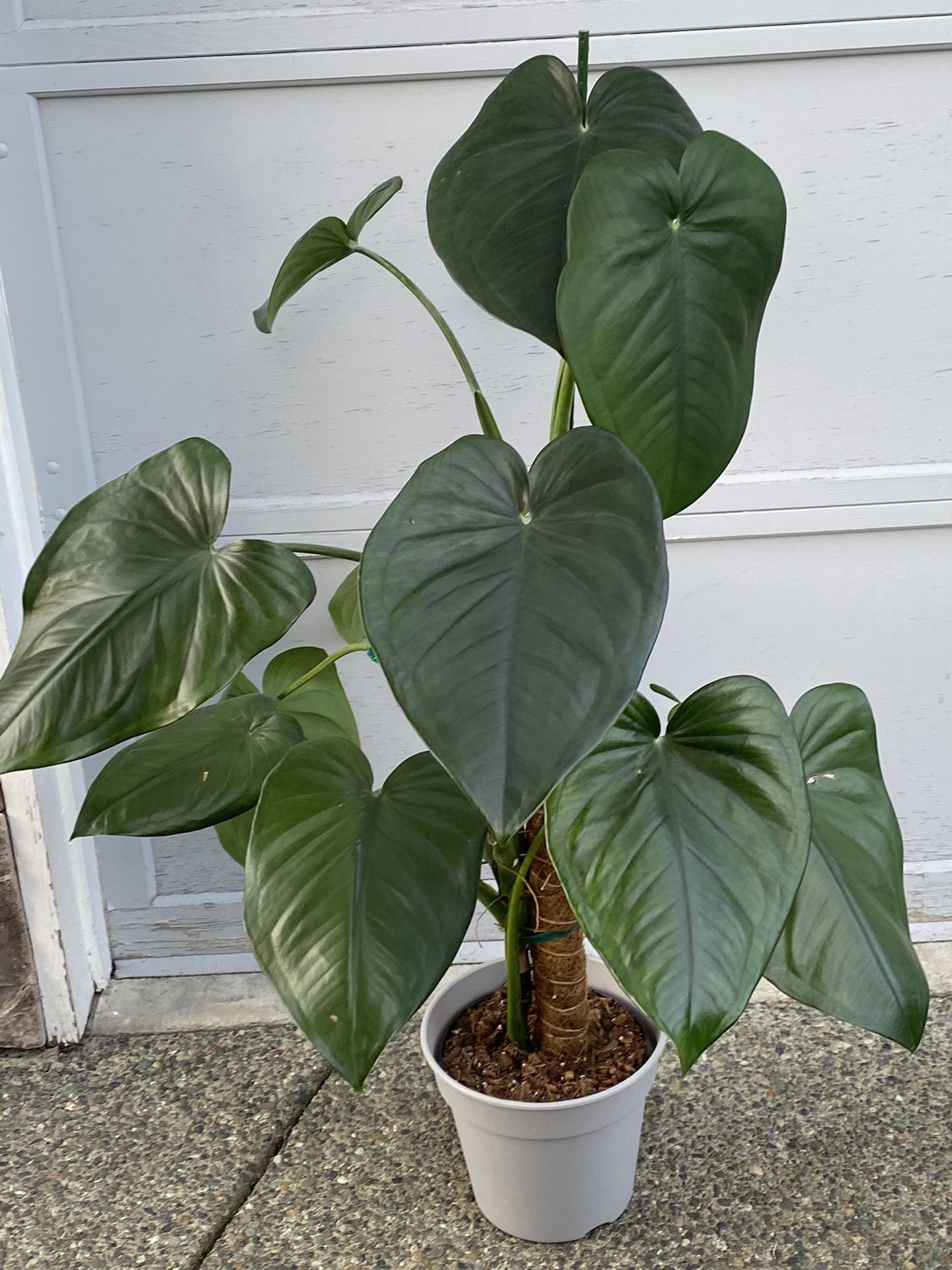 Huge 4 Ft Rare Exotic Syngonium chiapense