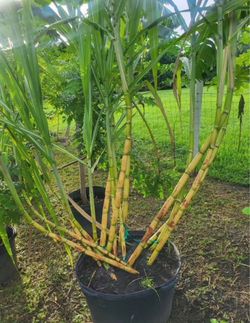 Sugar cane. Caña