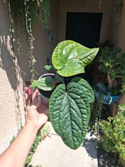 Anthurium Radicans X Luxurians Plant $38