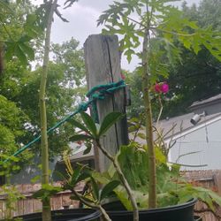 papaya Plant