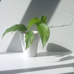 Rare Aroid Monstera Lechleriana Plant/ House Plant/ Indoor Plant/ Flower Patio Garden