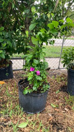 Plantas