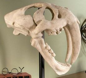 Saber tooth tiger skull replica