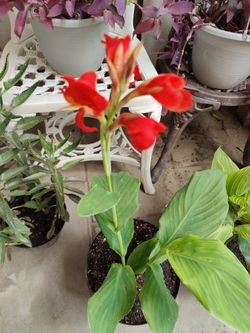 CANNA LILY RED FLOWER EXTERIOR PLANT  /$10 / NELLIS BLVD AND CHEYENNE AVE 