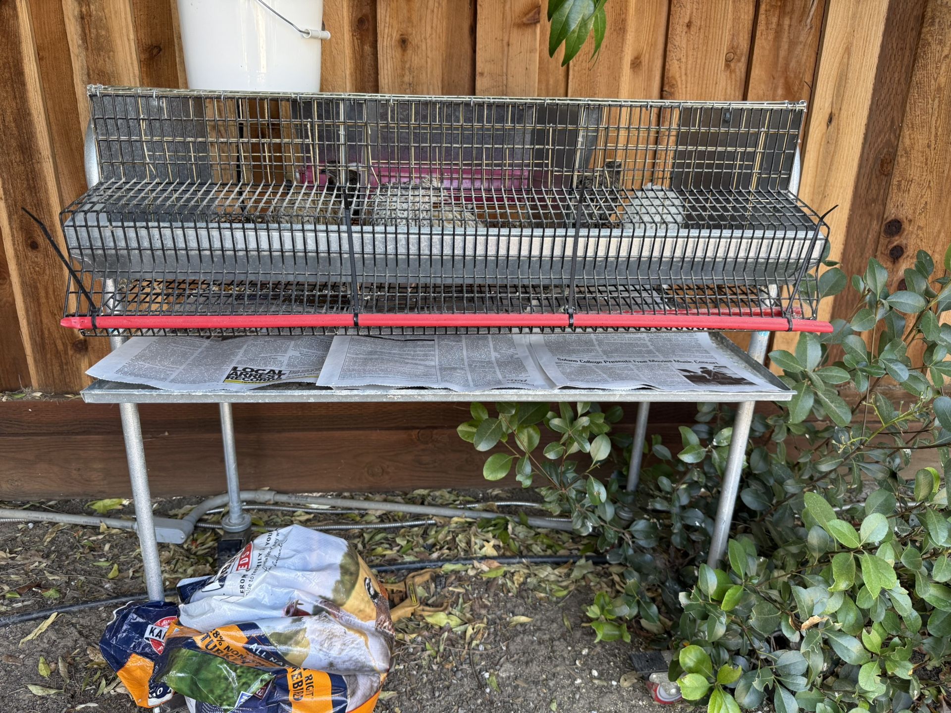 Quail Cage (6) Organic Non GMO Fed Quail & More