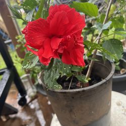 Double Red Hibiscus Flower Plant