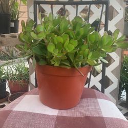 Jade Plant