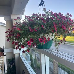 Calibrachoa Plant